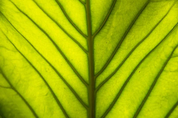 Närbild Naturliga Syn Grönt Blad Med Kopia Utrymme Med Som — Stockfoto