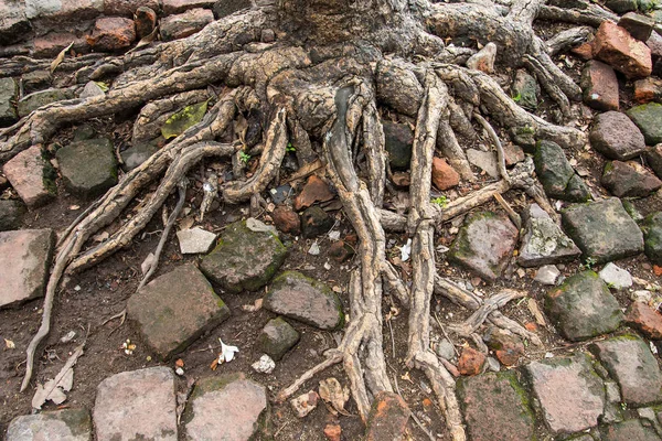 Racines Arbres Dans Parc Thaïlande — Photo