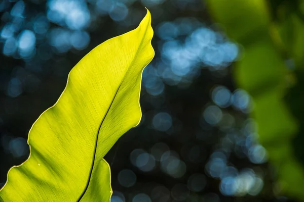 Varkensblad close-up op wazig donkergroene natuurlijke achtergrond. — Stockfoto