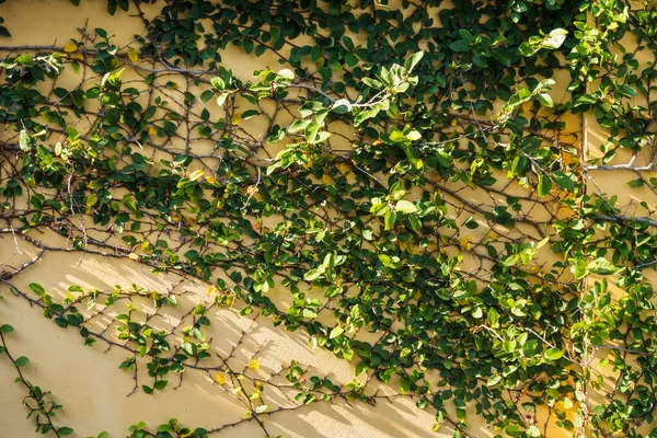 Groen blad op oude muurachtergrond. — Stockfoto