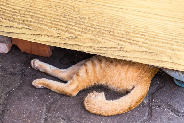 Concéntrate solo en la cola del gato mientras duermes tranquilamente en una comodidad — Foto de Stock