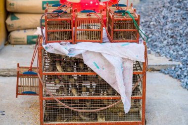 Kuş kafesleri, yakalanan kuşları serbest bırakmak için bir Budist otopsisinde kullanılıyor.