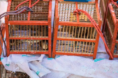 Kuş kafesleri, yakalanan kuşları serbest bırakmak için bir Budist otopsisinde kullanılıyor.