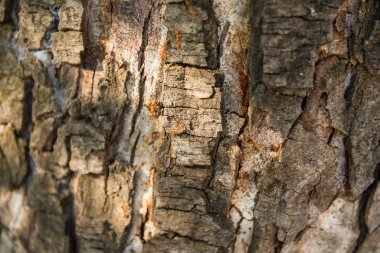 Ağaç kabuğu yakın plan, arka plan için doğal doku.