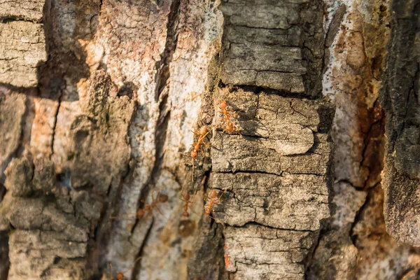 Gros plan sur l'écorce d'arbre, texture naturelle pour l'arrière-plan . — Photo
