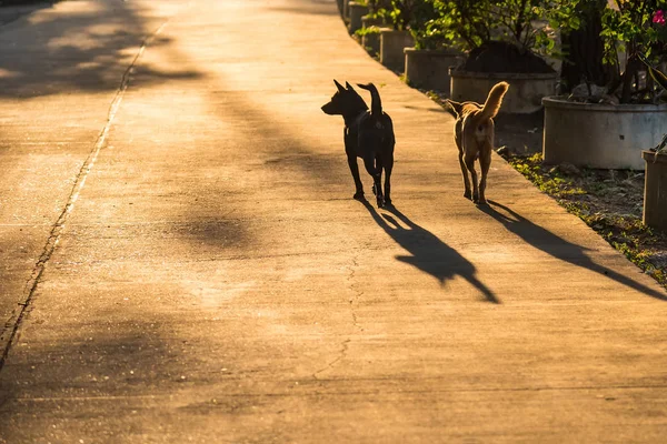 Dois cães andando sobre a raod ao nascer do sol manhã . — Fotografia de Stock