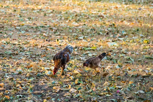 Gruppe von Bantam, Henne und Küken findet Nahrung auf dem Boden. — Stockfoto