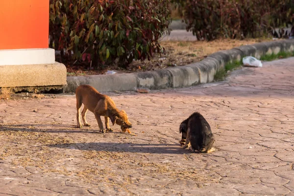 Primer plano sucio perro callejero comiendo el hueso en el suelo . — Foto de Stock