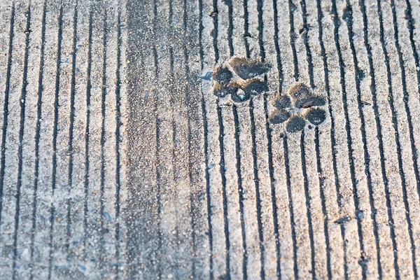 Dog footprints printed in sidewalk concrete cement animal.