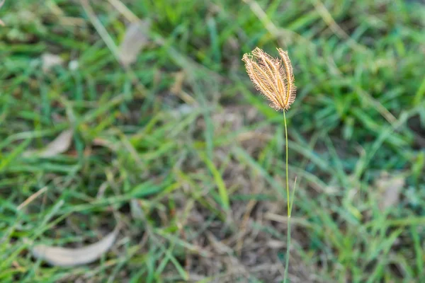 Flores de hierba están siendo sopladas en la belleza de la naturaleza . — Foto de Stock