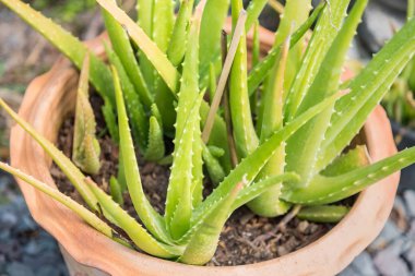Aloe Vera plant, fresh leaf. tropical green plants.Herb gardenin clipart