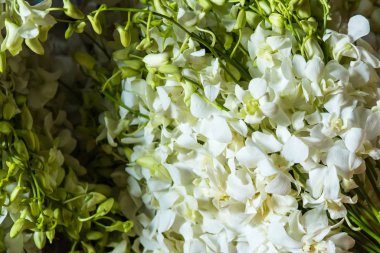 Güzel beyaz orkide çiçekler portre.