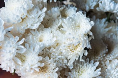 Çiçekler sabah çiçekçide..