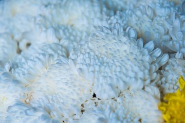 Çiçekler sabah çiçekçide..