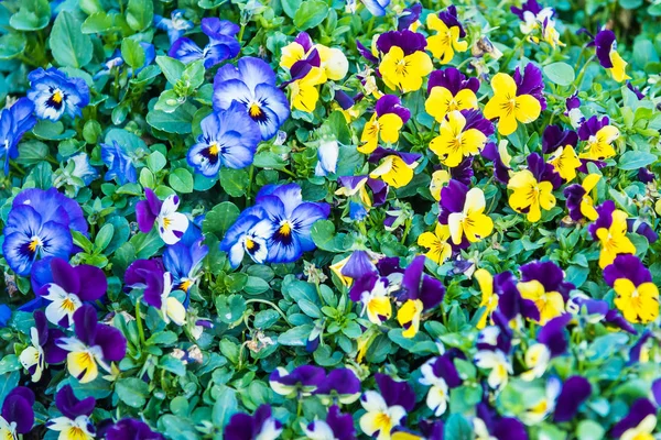 Schöne bunte lila und gelbe Viola tricolor Frühling flowe — Stockfoto