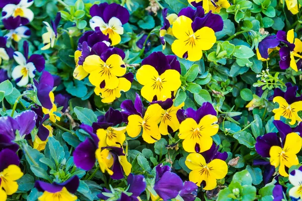 Schöne bunte lila und gelbe Viola tricolor Frühling flowe — Stockfoto