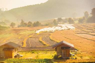 Güzel bir manzara, pirinç terasları, Mae K 'de gün doğumu ışığı.