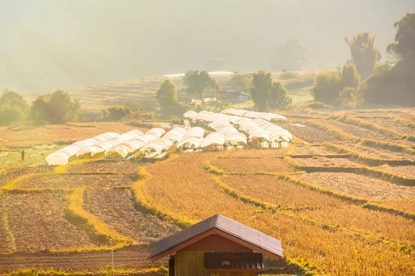 Beautiful view, rice terraces, in morning sunrise light at Mae K — Stock Photo, Image