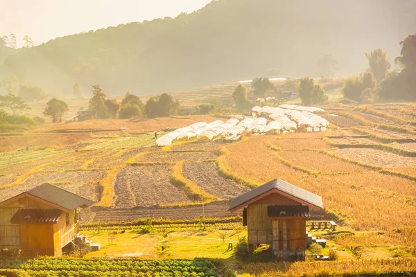 Beautiful view, rice terraces, in morning sunrise light at Mae K — Stock Photo, Image