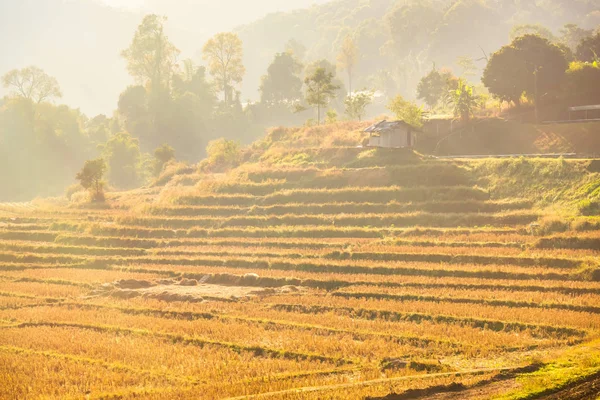 Beautiful view, rice terraces, in morning sunrise light at Mae K — Stock Photo, Image