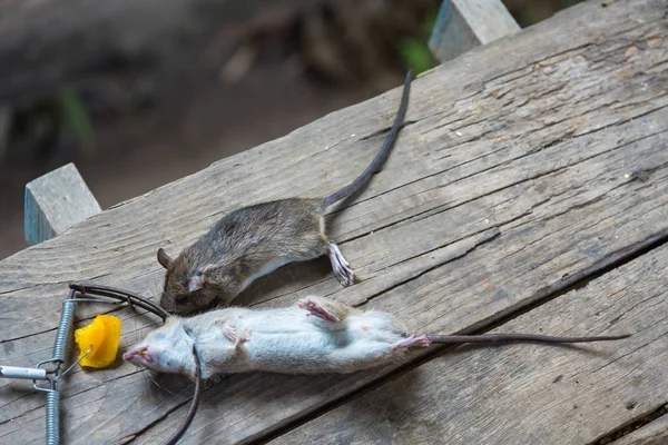 Muizen gevangen in muizenvallen. — Stockfoto