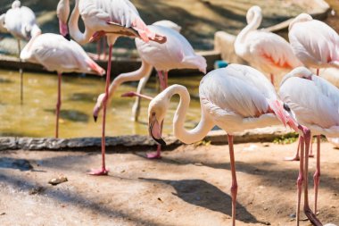 Tayland hayvanat bahçesinde bir grup Amerikalı Flamingo..