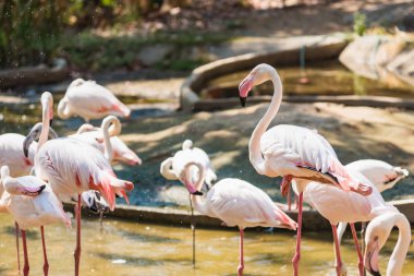 Tayland hayvanat bahçesinde bir grup Amerikalı Flamingo..