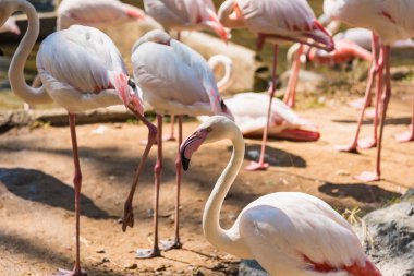 Tayland hayvanat bahçesinde bir grup Amerikalı Flamingo..