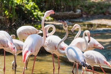 Tayland hayvanat bahçesinde bir grup Amerikalı Flamingo..