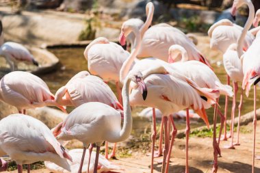 Tayland hayvanat bahçesinde bir grup Amerikalı Flamingo..