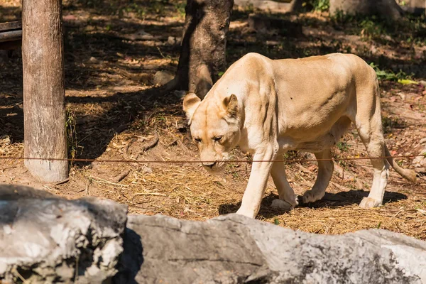 Chiang Mai, Tayland - 19 Ocak 2020: Chi 'de Beyaz Aslan — Stok fotoğraf