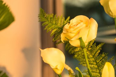 Sarı bir gülün yakın plan görüntüsü.