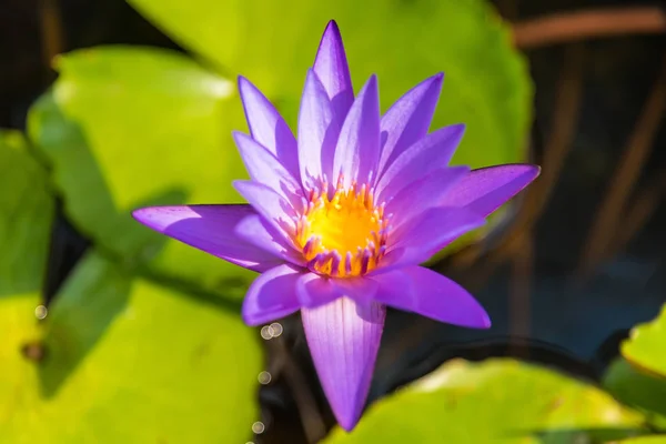 Purple and yellow lotus flowers are blooming. Get bright sunshin