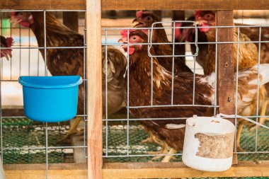 Yumurta tavuk, tavuk kafesleri endüstriyel gruptaki.