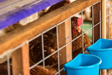 Yumurta tavuk, tavuk kafesleri endüstriyel gruptaki.