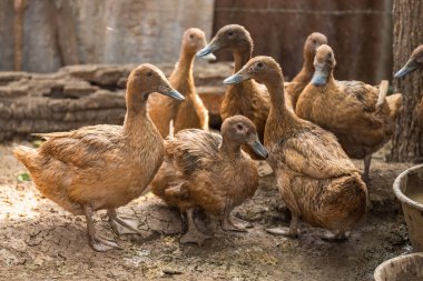 Ördekler çiftliğinde, Tayland, Tarım geleneksel grup hayvan 