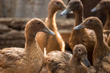 Ördekler çiftliğinde, Tayland, Tarım geleneksel grup hayvan 