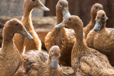 Ördekler çiftliğinde, Tayland, Tarım geleneksel grup hayvan 