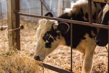 Tayland 'da bir sığır çiftliğinde inek. Yüzler ve kafalara yakın..