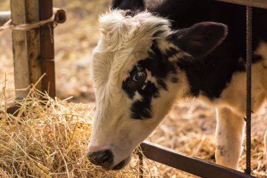 Tayland 'da bir sığır çiftliğinde inek. Yüzler ve kafalara yakın..
