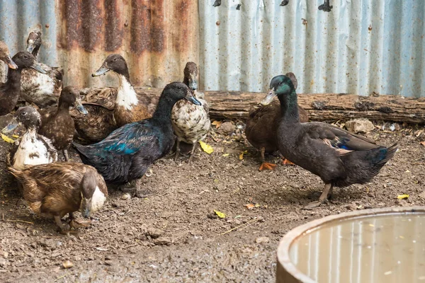 Skupina kachen v serverové farmě, tradiční zemědělství v Thajsku, zvíře — Stock fotografie