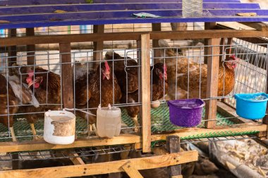 Yumurta tavuk, tavuk kafesleri endüstriyel gruptaki.