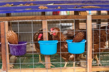 Yumurta tavuk, tavuk kafesleri endüstriyel gruptaki.