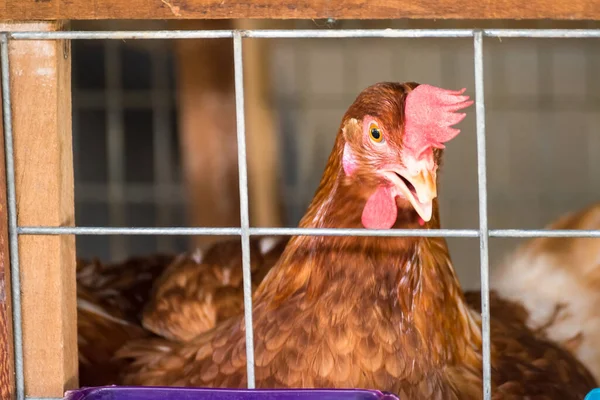 鸡蛋鸡, 母鸡在网箱工业农场. — 图库照片