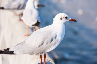 Martı, martı kuşları uçuyor, gün batımında deniz üzerinde beyaz kuşların yakın görüntüsü