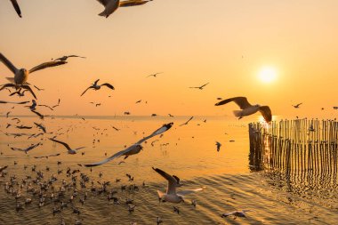 Alacakaranlıkta uçan bir grup martıyı bulanıklaştırdı. Ahşap çit manzaralı ve Tayland, Bangpoo Samuthprakarn 'da deniz manzaralı.