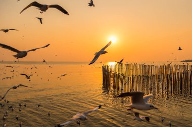 Alacakaranlıkta uçan bir grup martıyı bulanıklaştırdı. Ahşap çit manzaralı ve Tayland, Bangpoo Samuthprakarn 'da deniz manzaralı.