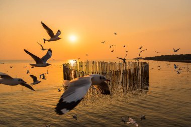 Alacakaranlıkta uçan bir grup martıyı bulanıklaştırdı. Ahşap çit manzaralı ve Tayland, Bangpoo Samuthprakarn 'da deniz manzaralı.