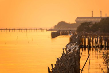 Gün batımında deniz arka planında bir bambu direğine tünemiş martı.
