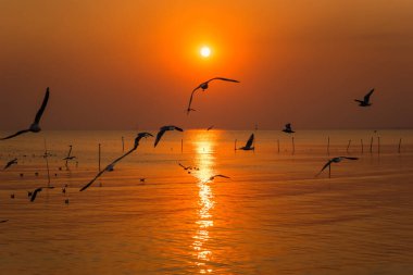 Deniz üzerindeki tropikal bangpoo plajı ile Martı 'nın günbatımı manzarası.